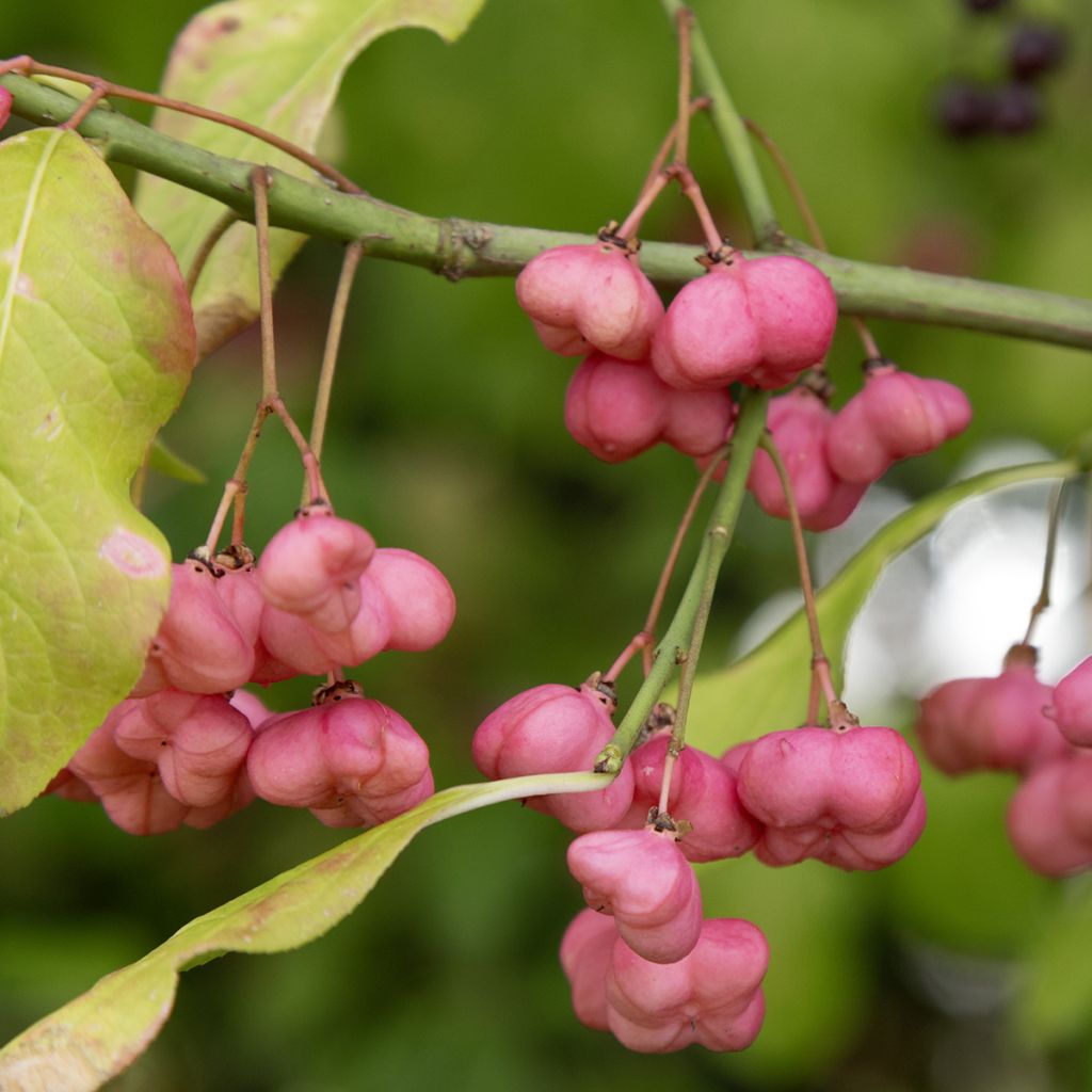Euonymus latifolius