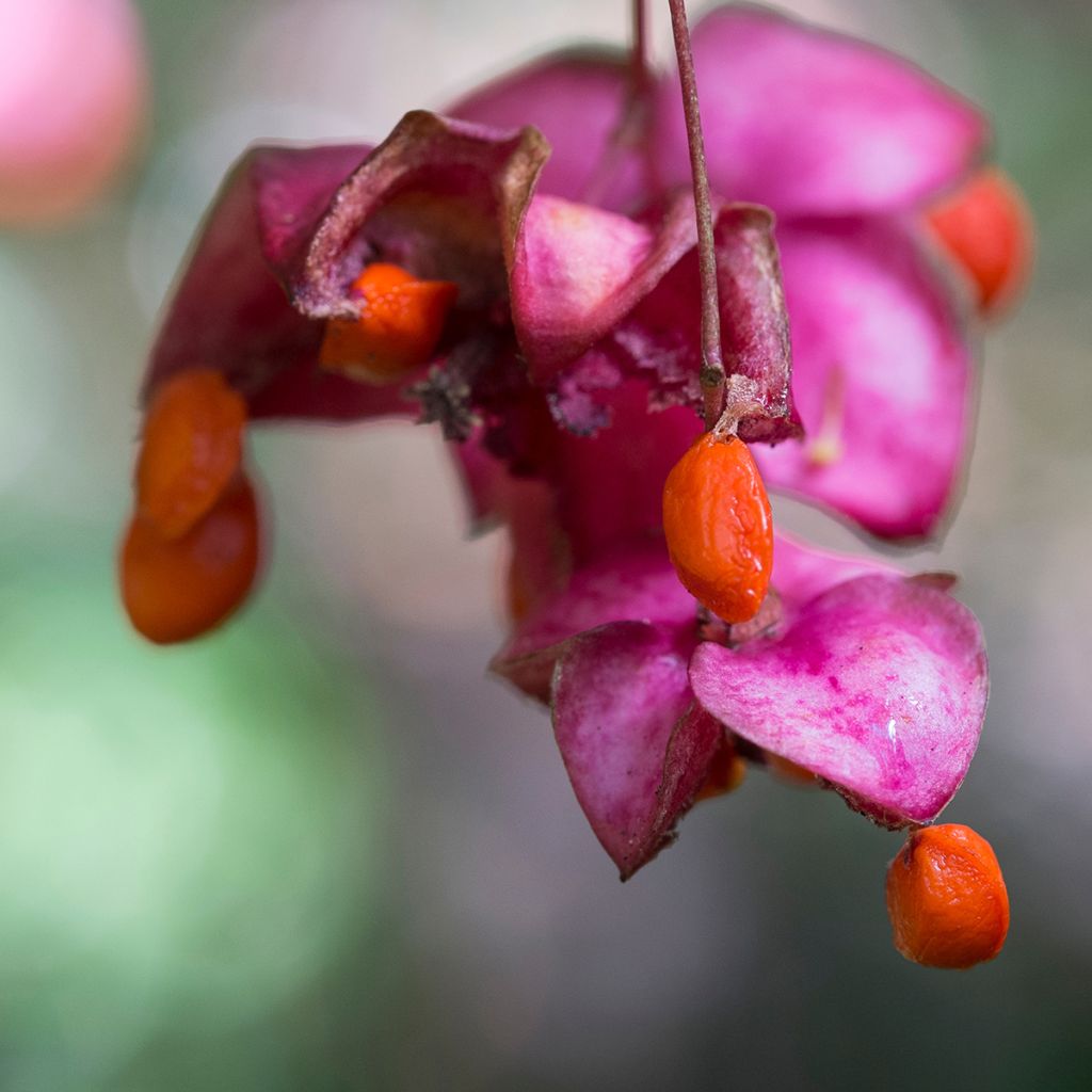 Euonymus latifolius