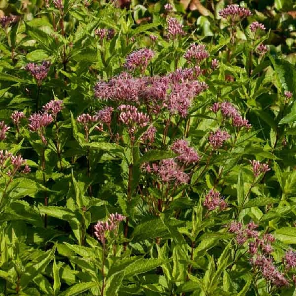 Eupatorium maculatum Purple Bush