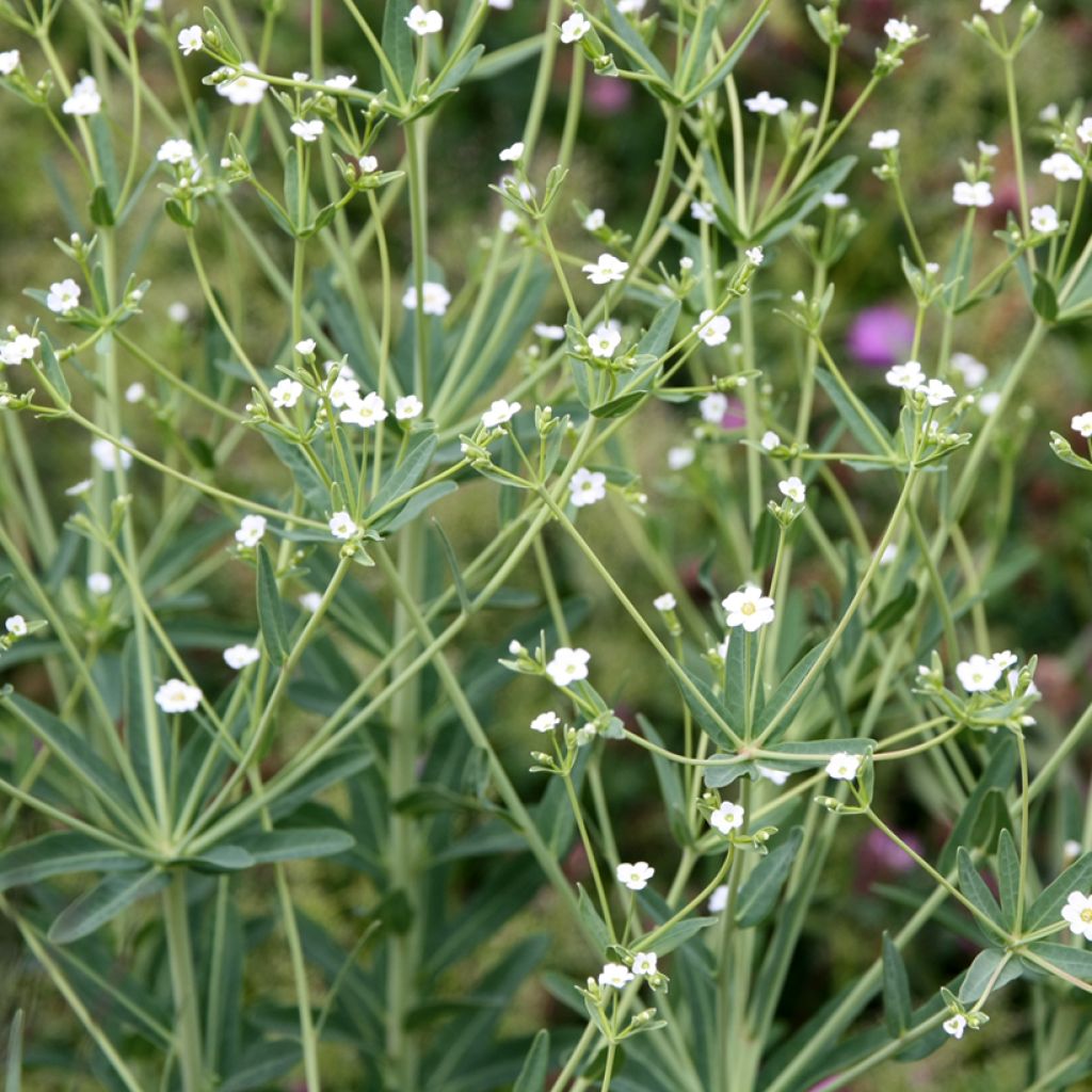 Euphorbia corollata - Spurge