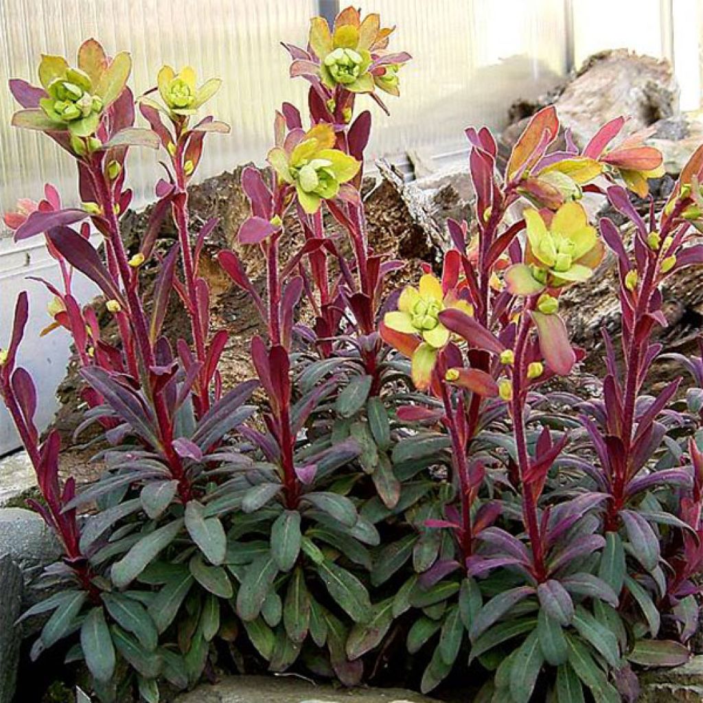 Euphorbia amygdaloides Purpurea - Spurge
