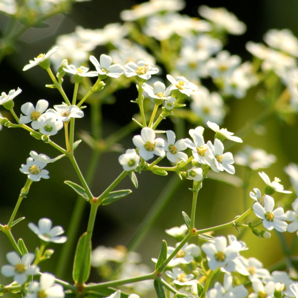 Euphorbia corollata - Spurge