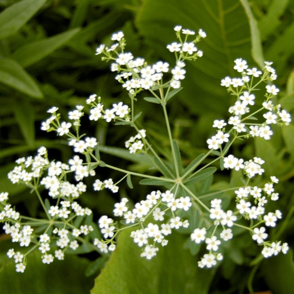 Euphorbia corollata - Spurge