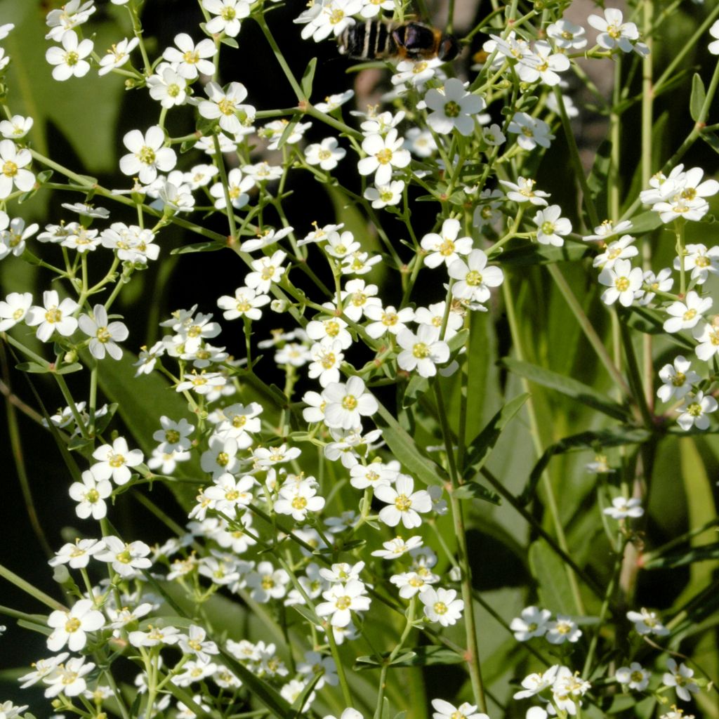 Euphorbia corollata - Spurge