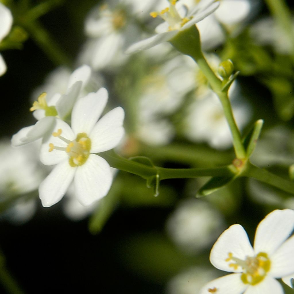 Euphorbia corollata - Spurge