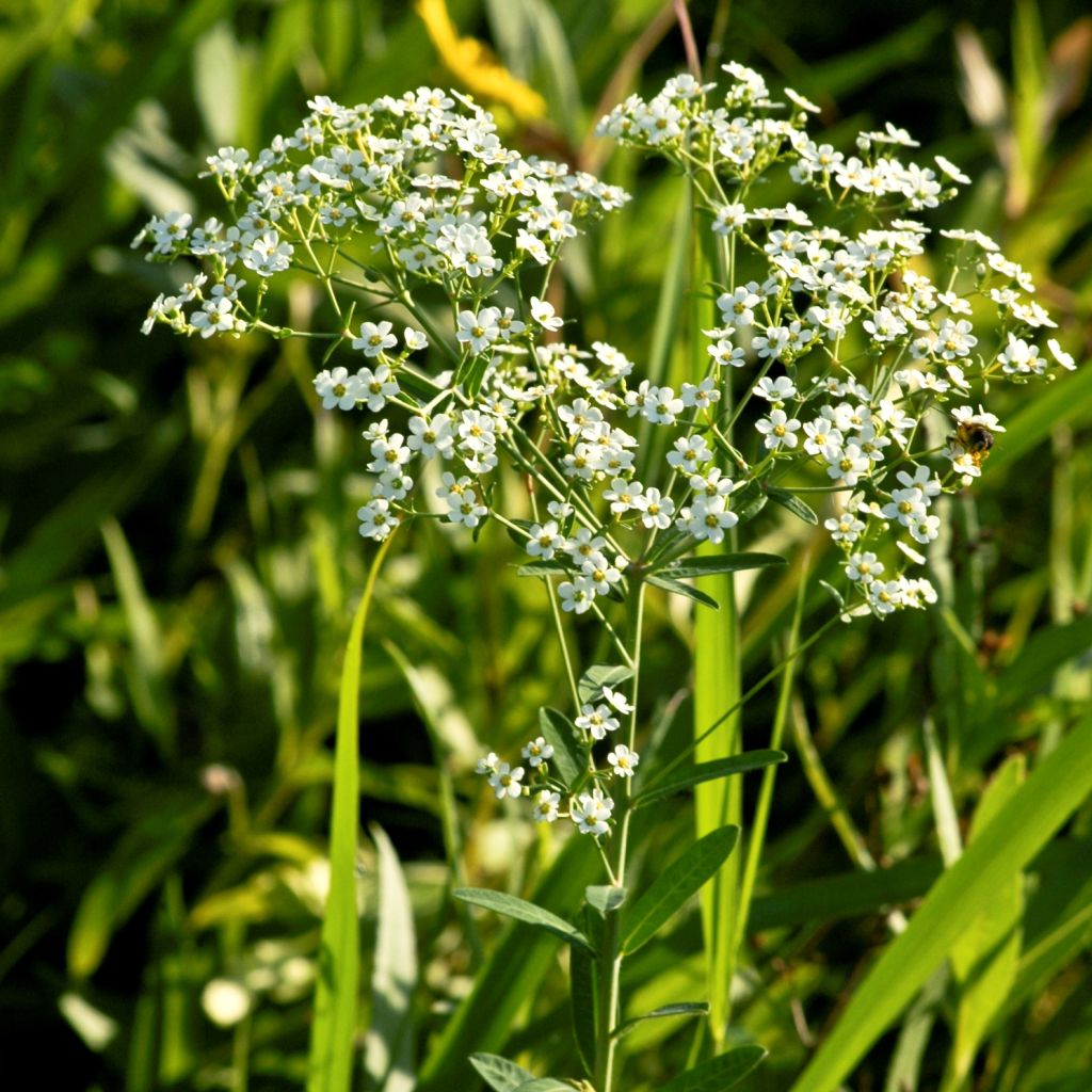 Euphorbia corollata - Spurge