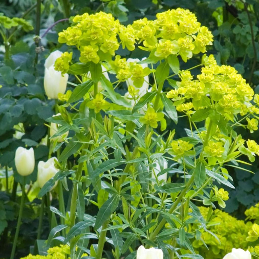 Euphorbia palustris Walenburg's Glory