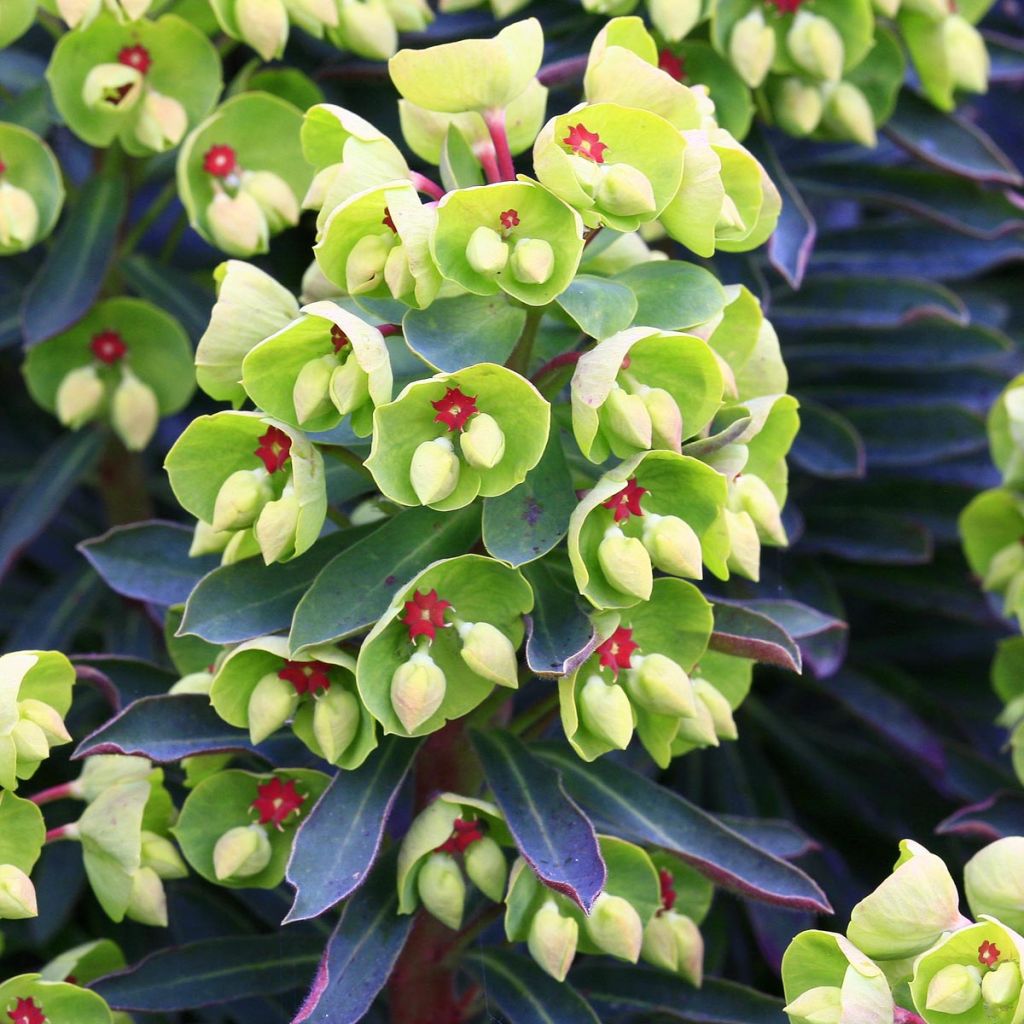 Euphorbia martinii Baby Charm - Spurge