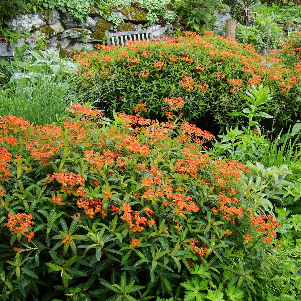 Euphorbia griffithii Dixter - Spurge