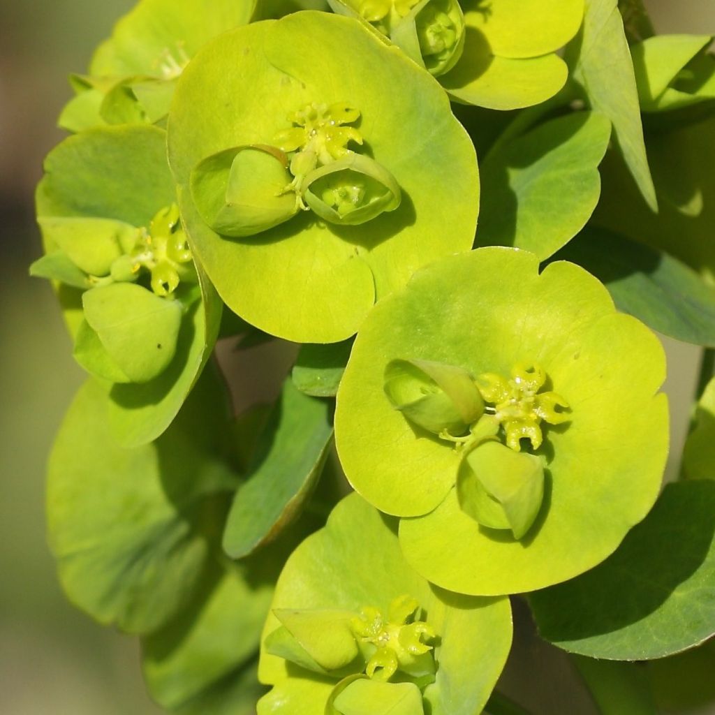 Euphorbia amygdaloïdes var. robbiae - Spurge