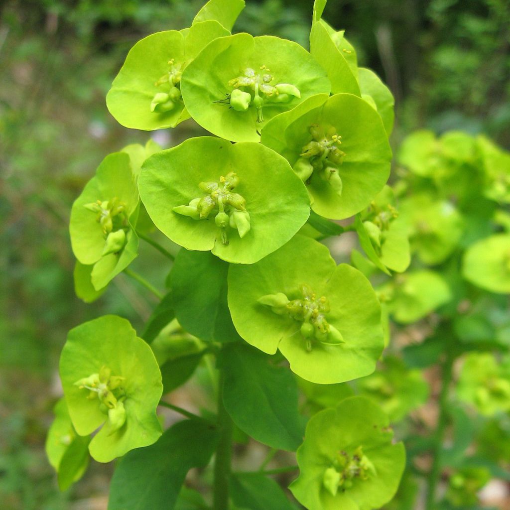 Euphorbia amygdaloïdes var. robbiae - Spurge