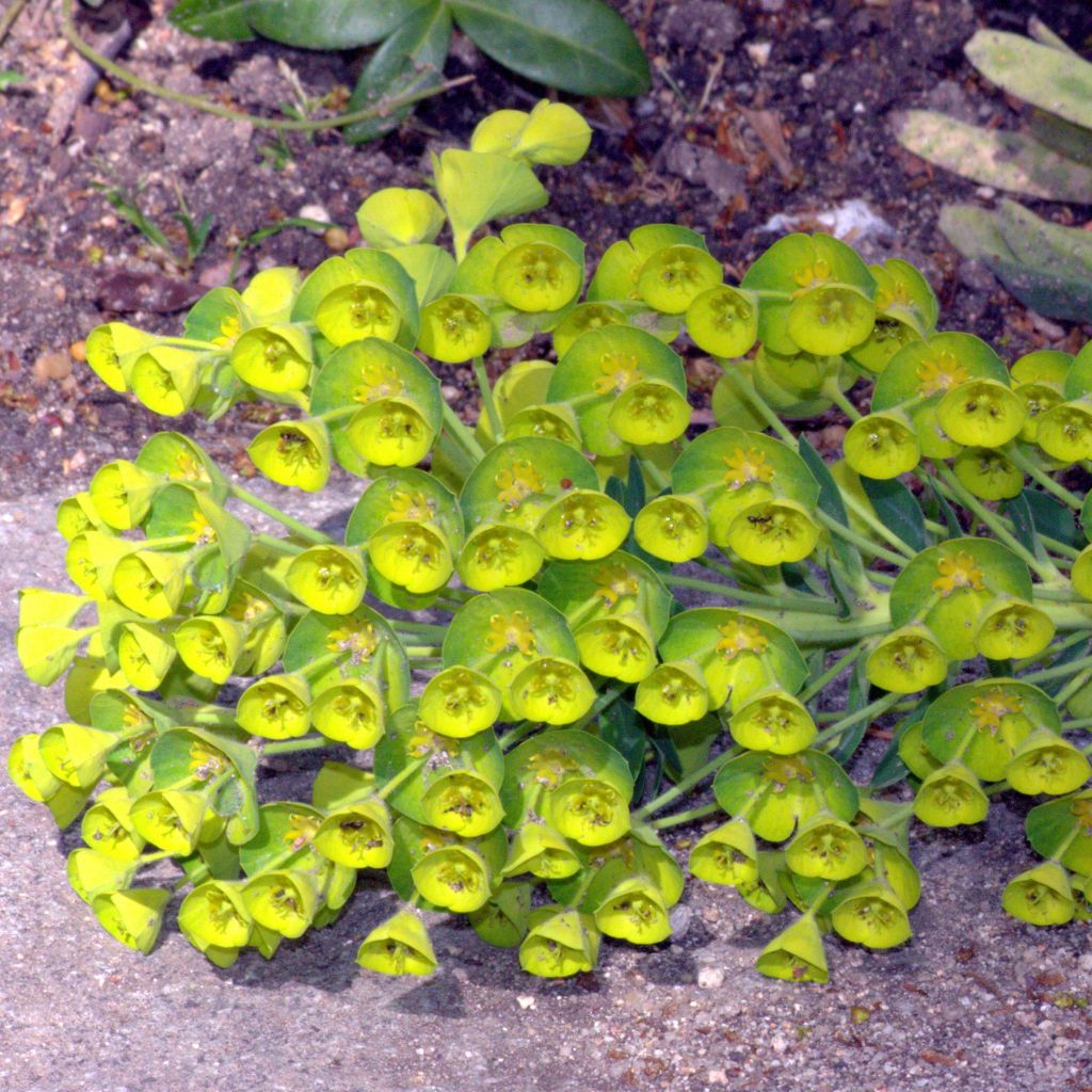 Euphorbia characias Blue Wonder - Spurge