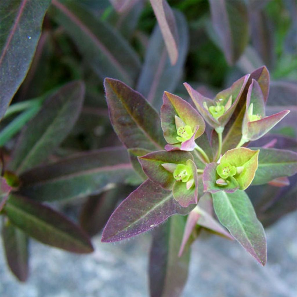 Euphorbia dulcis Chameleon - Spurge