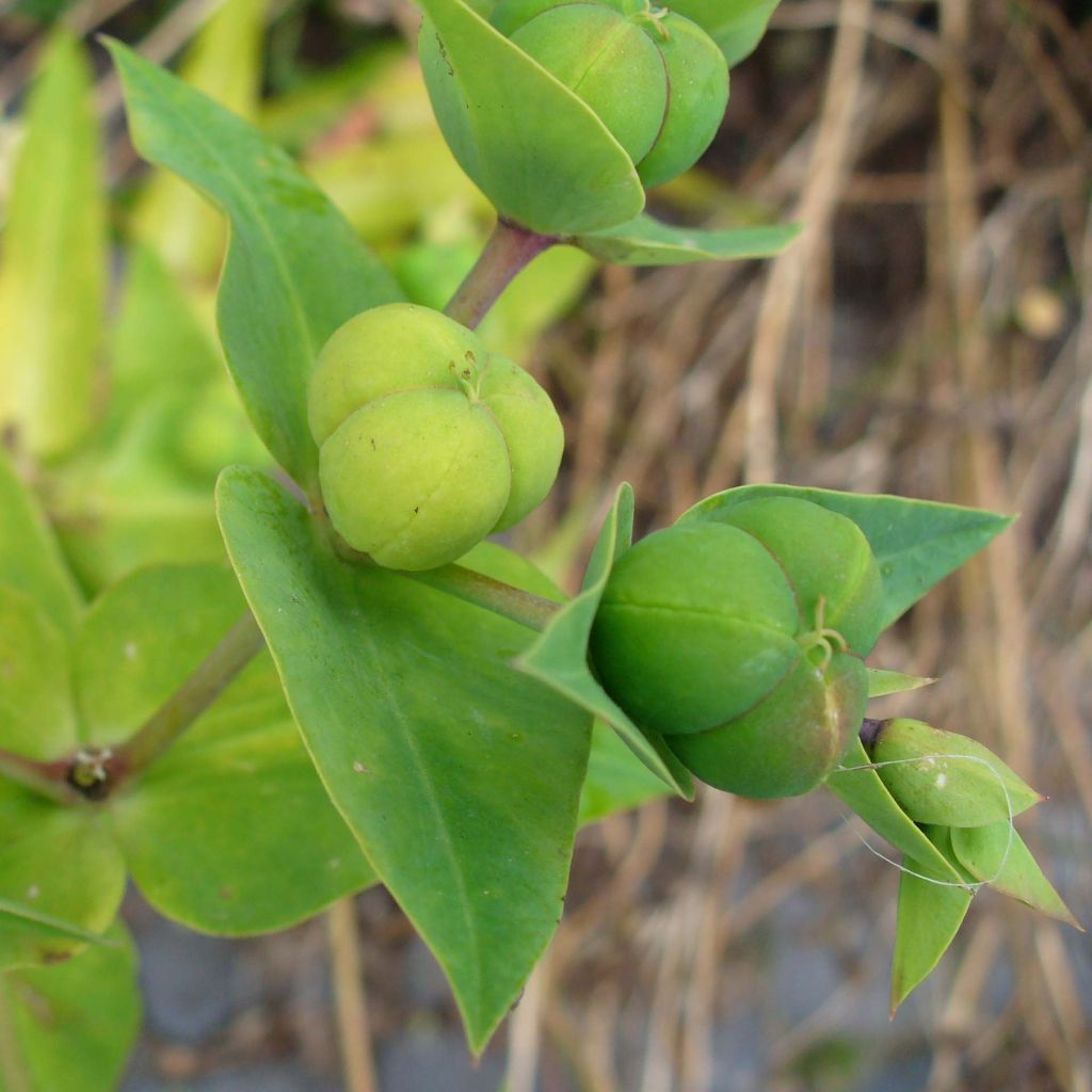 Euphorbia lathyris - Spurge