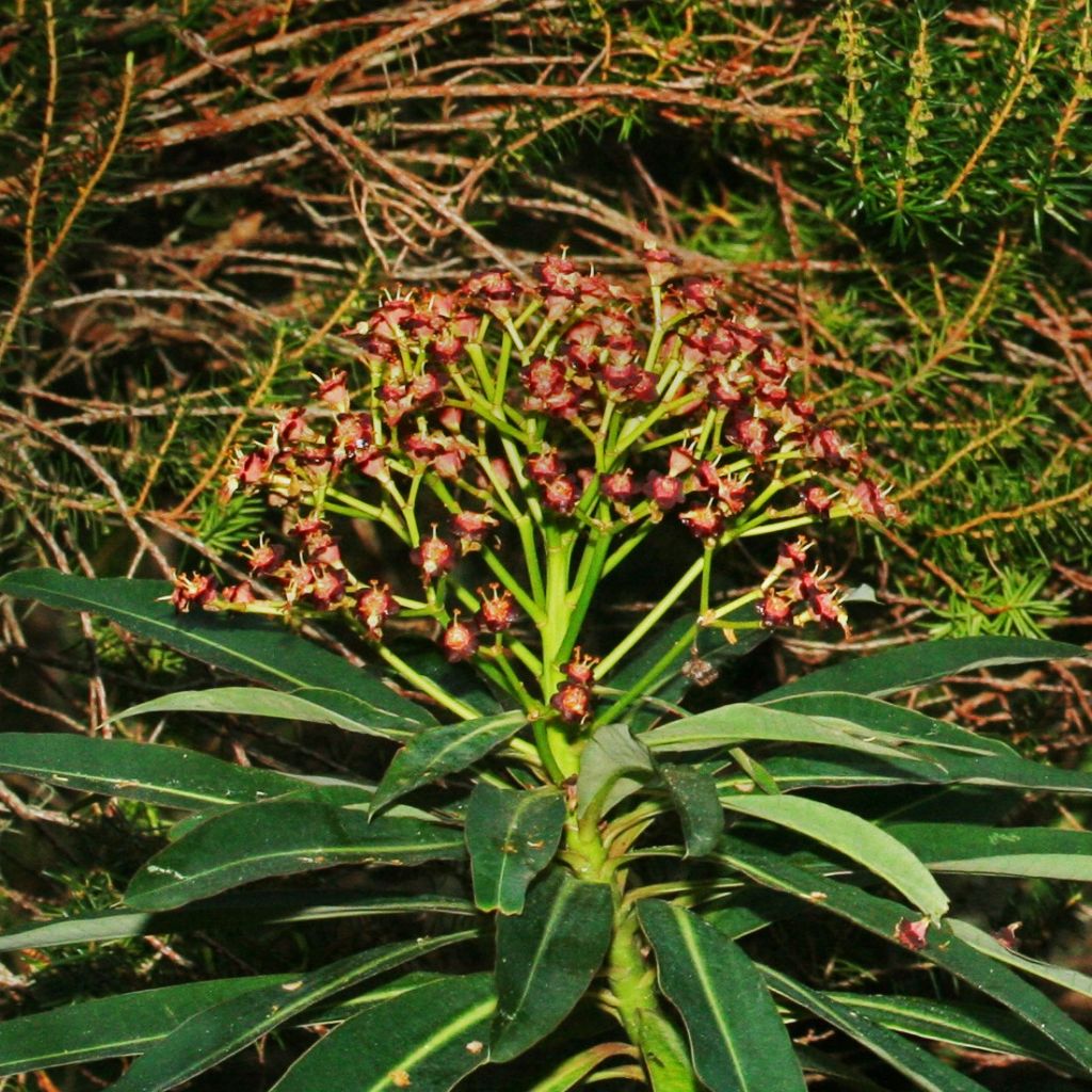 Euphorbia mellifera - Spurge