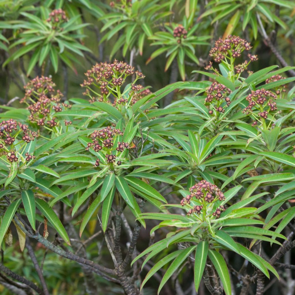Euphorbia mellifera - Spurge