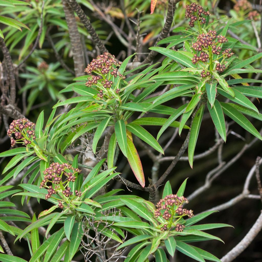 Euphorbia mellifera - Spurge
