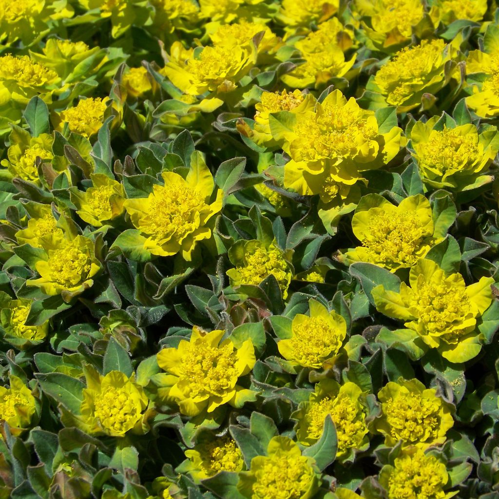 Euphorbia polychroma - Spurge