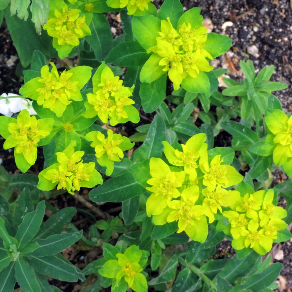 Euphorbia polychroma - Spurge