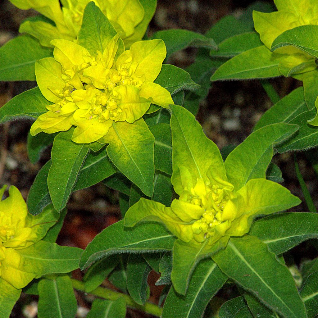 Euphorbia polychroma - Spurge