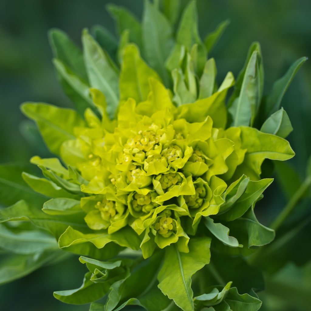 Euphorbia polychroma - Spurge