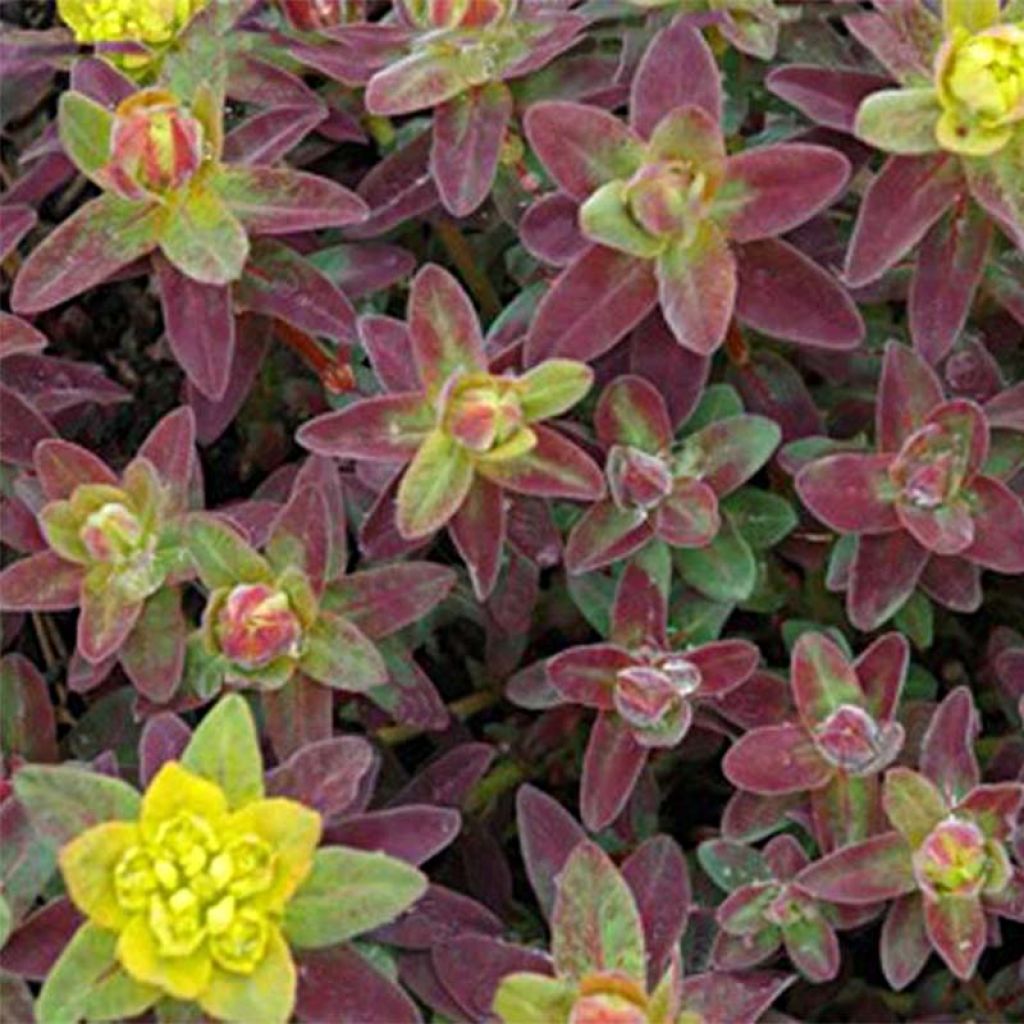 Euphorbia polychroma Bonfire - Spurge