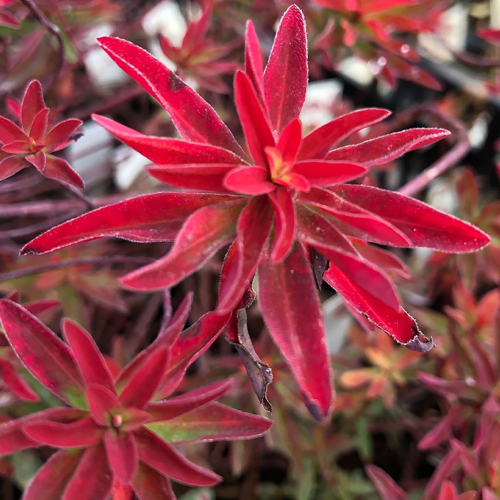 Euphorbia polychroma Bonfire - Spurge