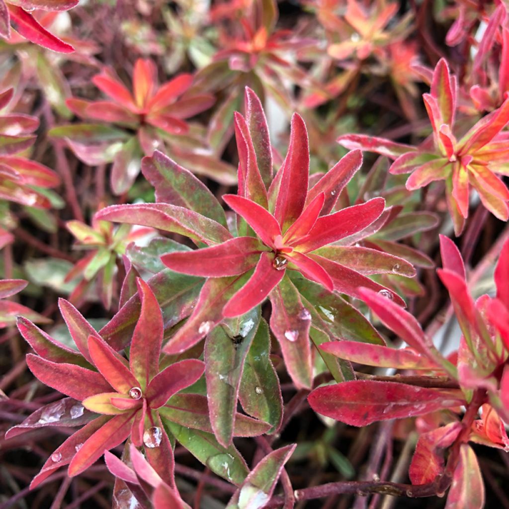 Euphorbia polychroma Bonfire - Spurge