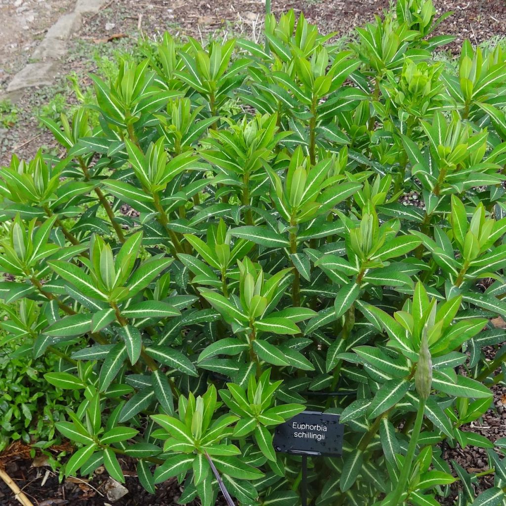 Euphorbia schillingii - Spurge
