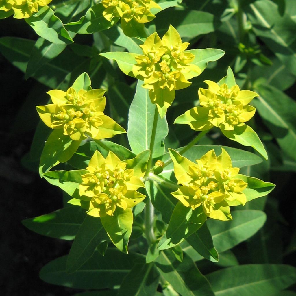 Euphorbia schillingii - Spurge