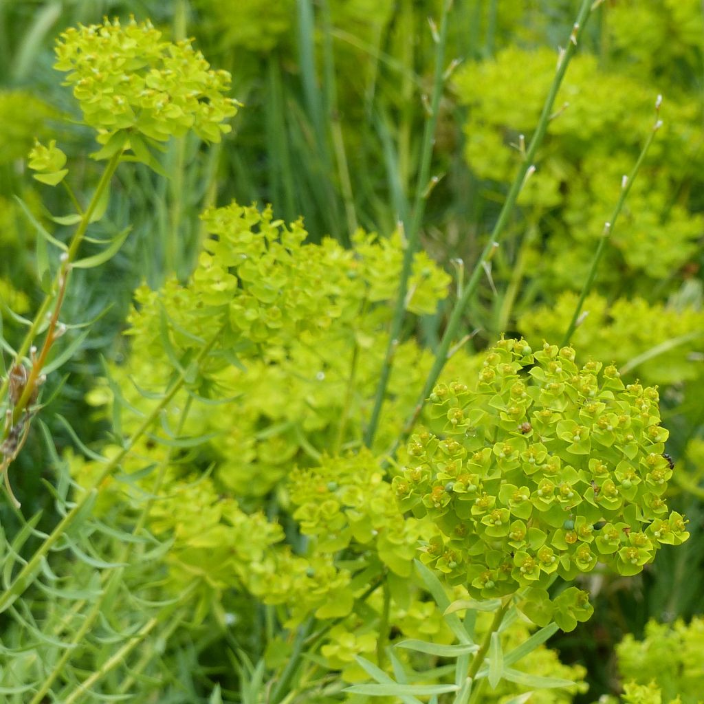 Euphorbia seguieriana subsp. niciciana - Spurge