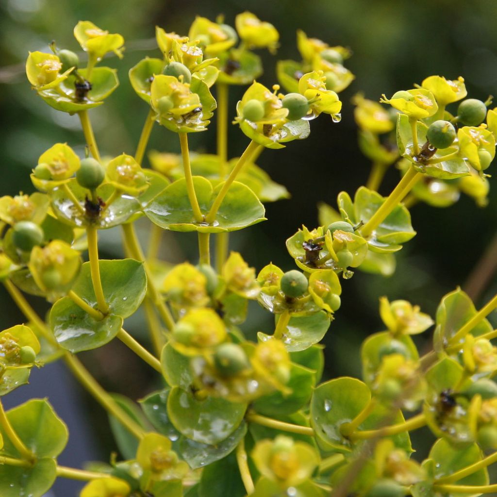 Euphorbia seguieriana subsp. niciciana - Spurge