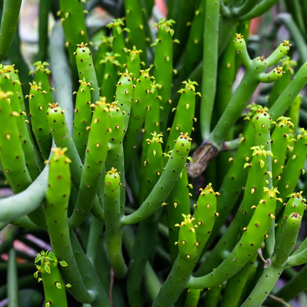Euphorbia tirucalli - Pencil cactus