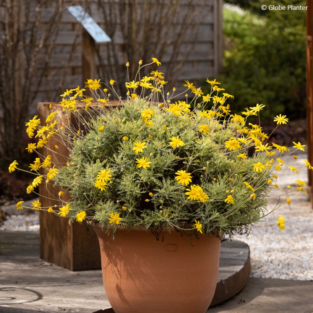 Euryops Infinity - African bush daisy