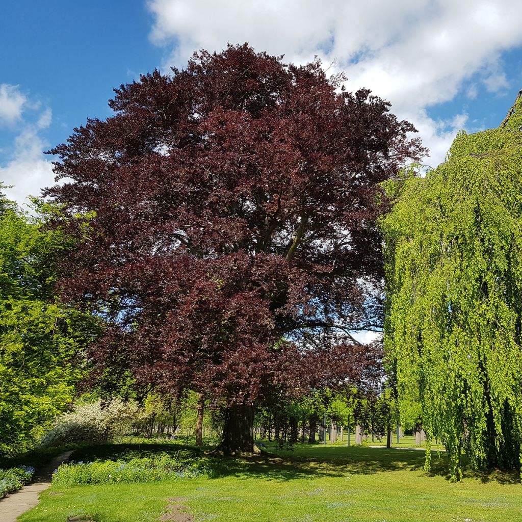 Fagus sylvatica Atropunicea