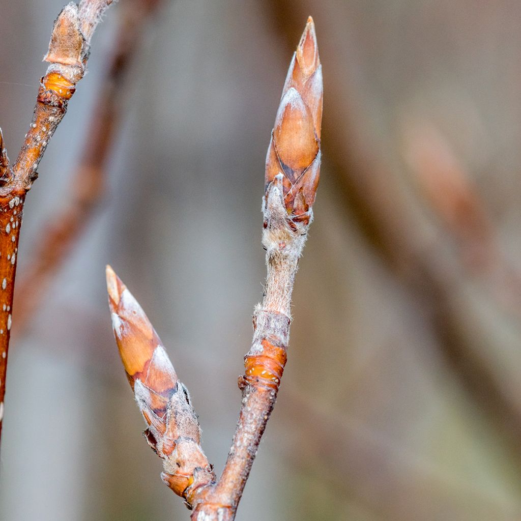 Fagus sylvatica Dawyck Purple - Beech