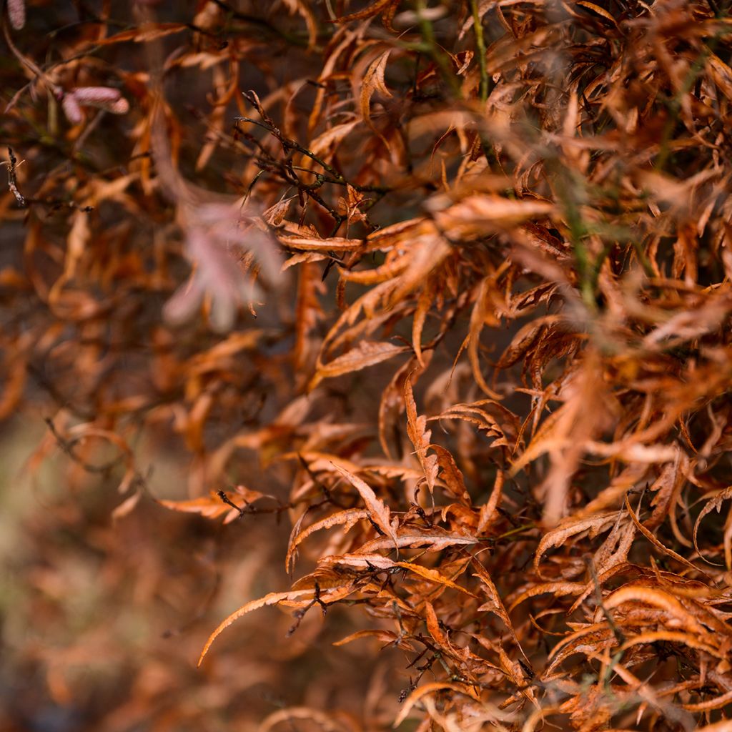 Fagus sylvatica Mercedes - Beech