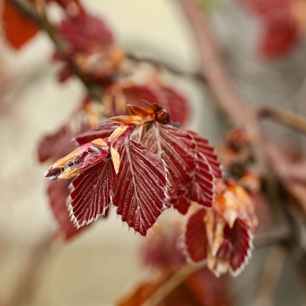 Fagus sylvatica Purple Fountain - Beech