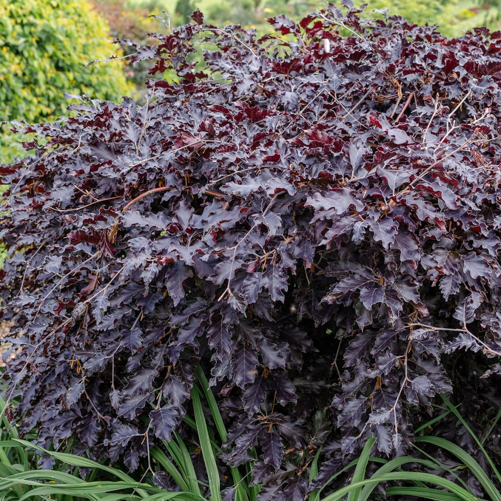 Fagus sylvatica Rohan Weeping - Beech