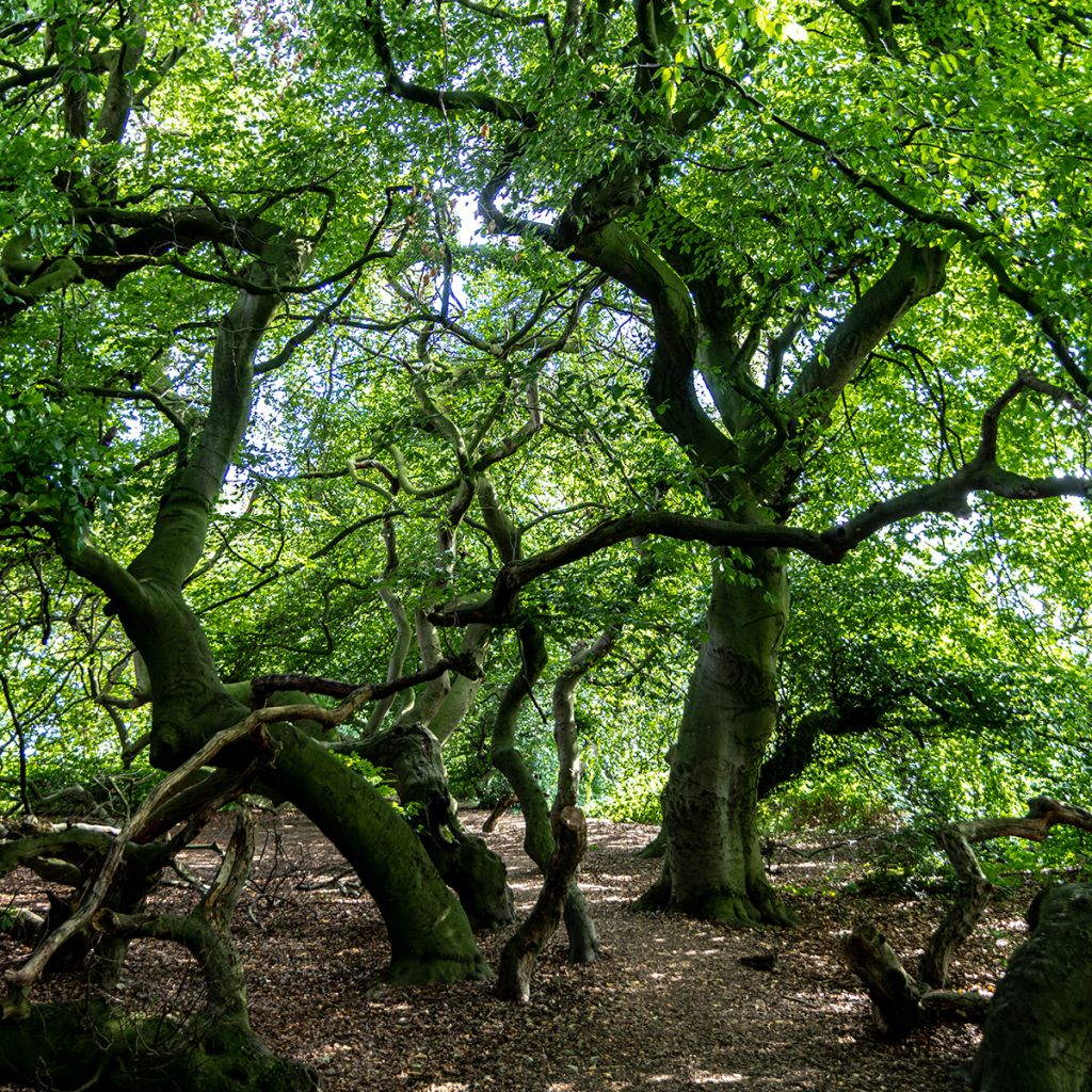 Fagus sylvatica Suentelensis
