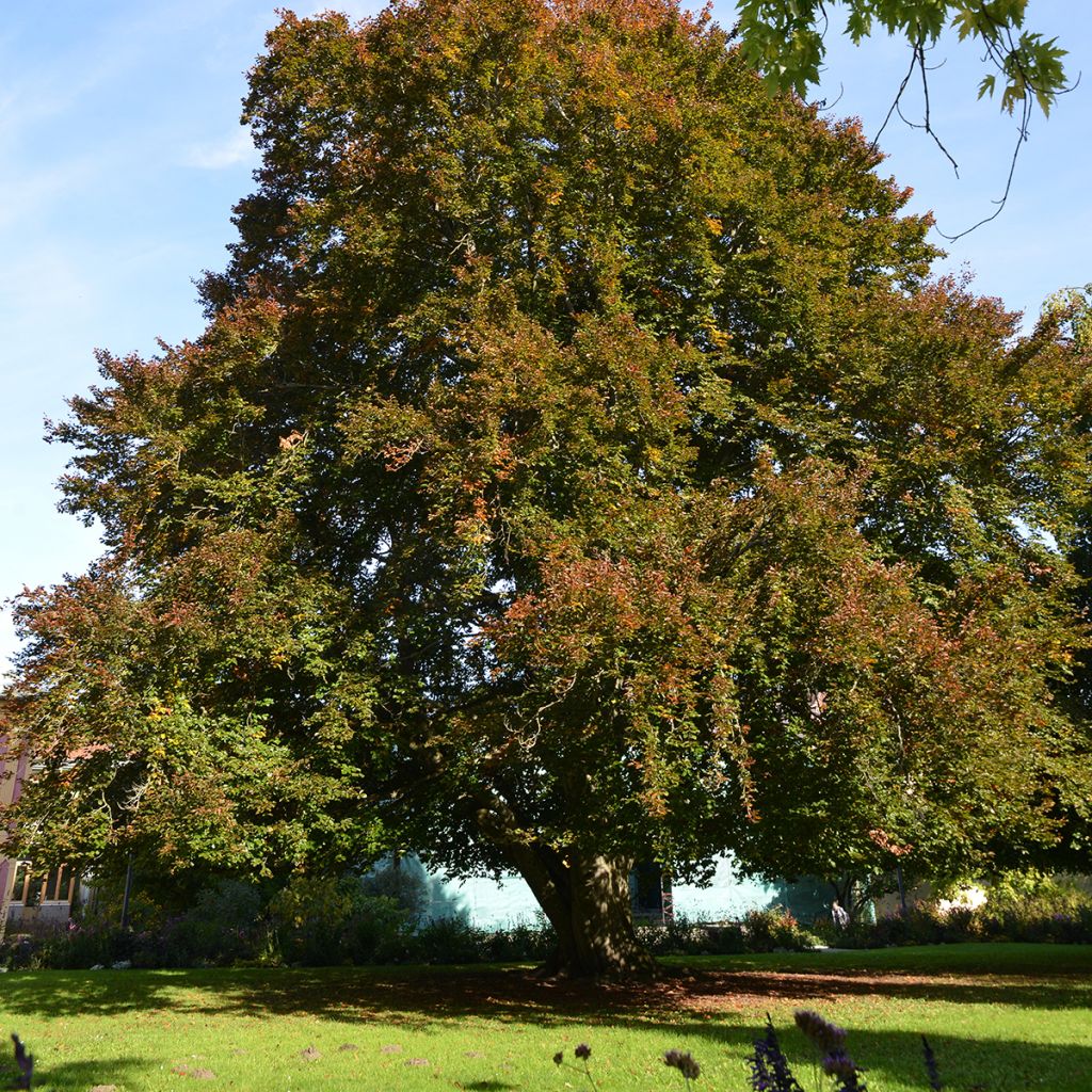Fagus sylvatica Swat Magret