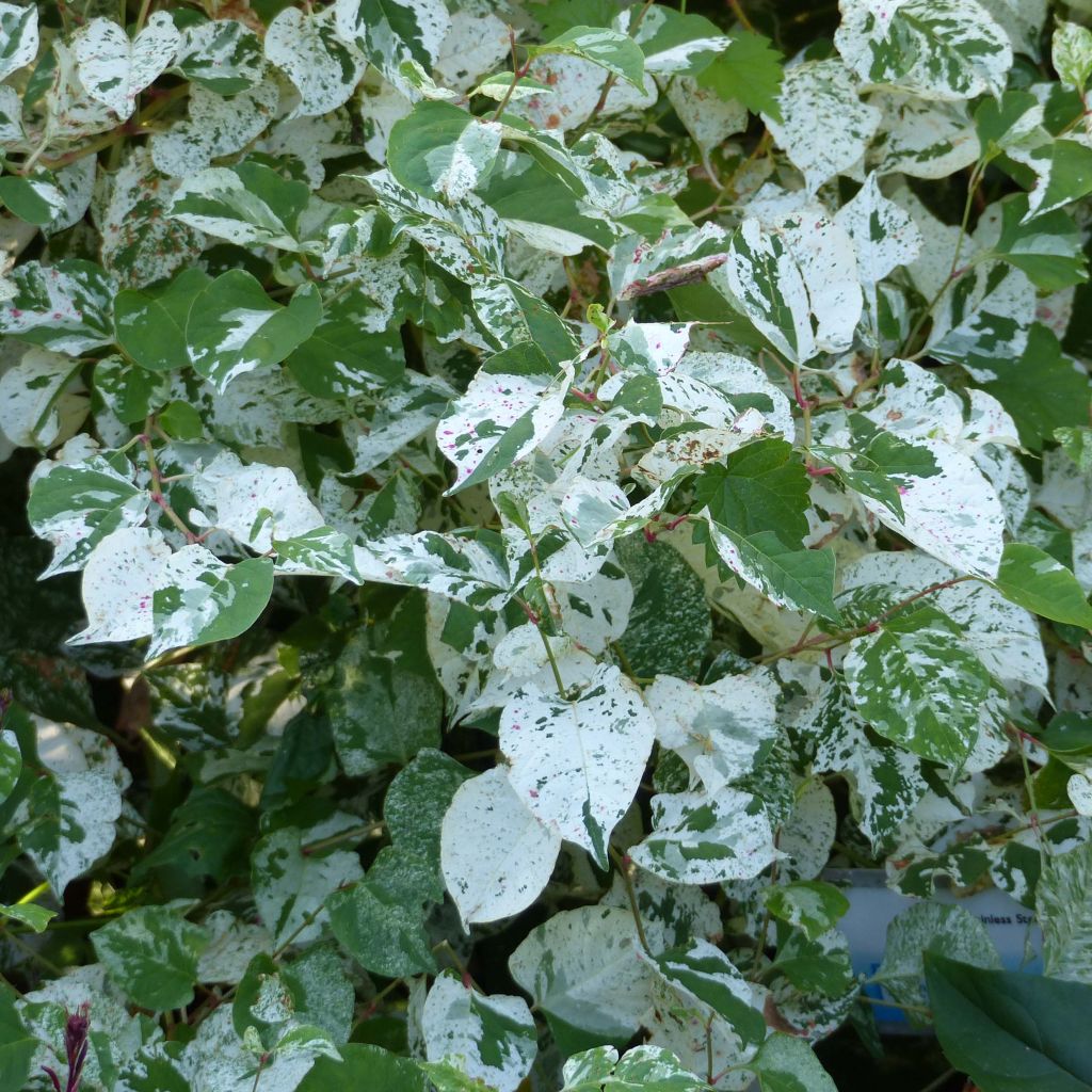 Fallopia japonica Variegata