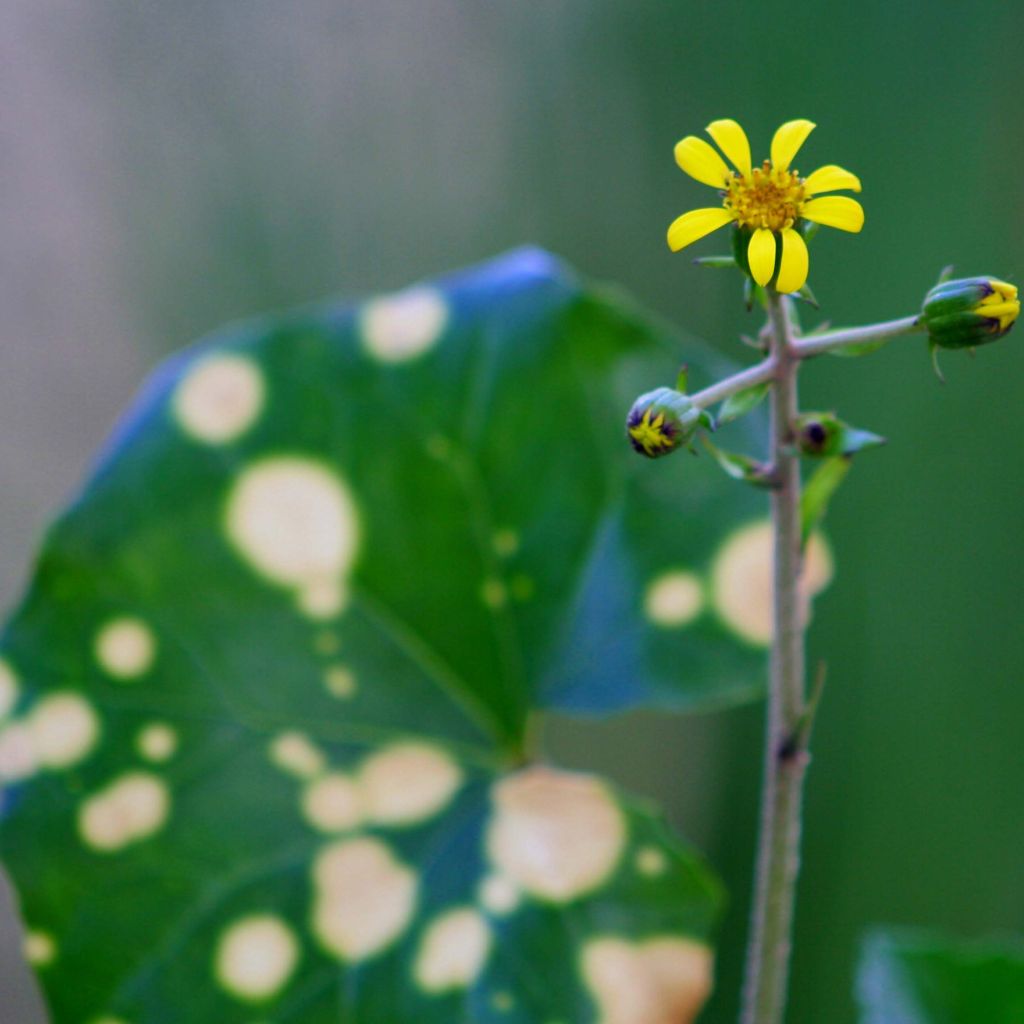 Farfugium japonicum Aureomaculatum
