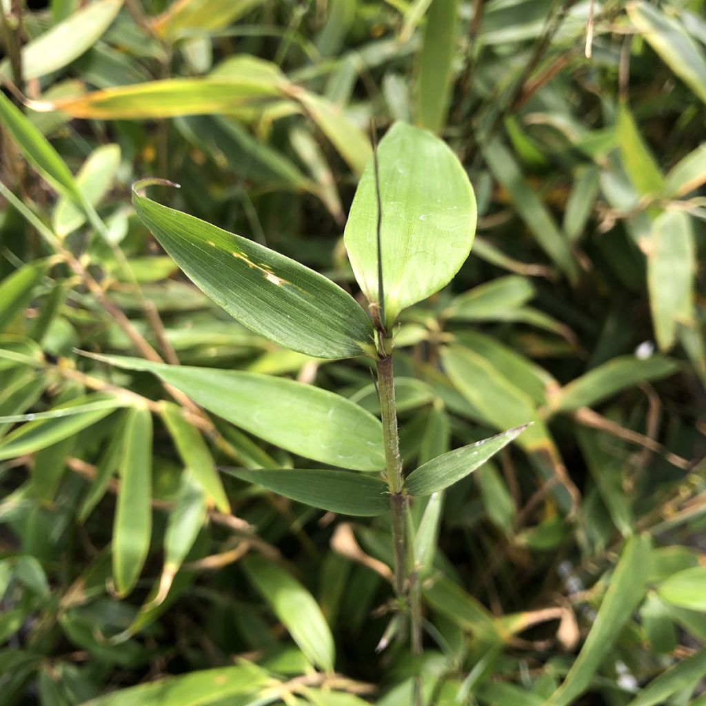 Fargesia robusta Tauro