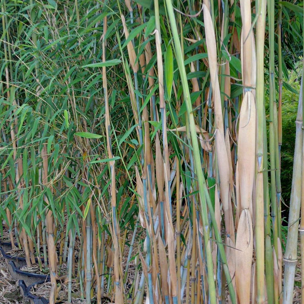 Fargesia papyrifera