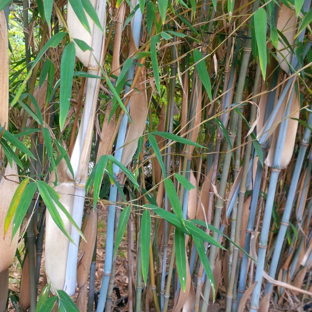 Fargesia papyrifera