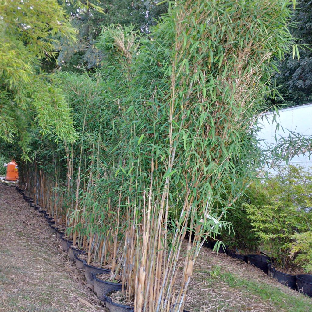 Fargesia papyrifera