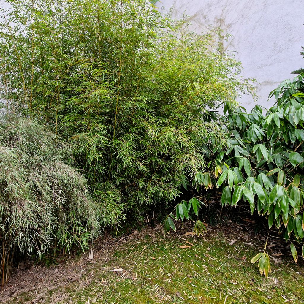 Fargesia nitida Obelisk - Non-running Bamboo