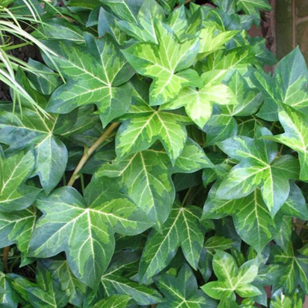 x Fatshedera lizei Annemieke - Tree ivy