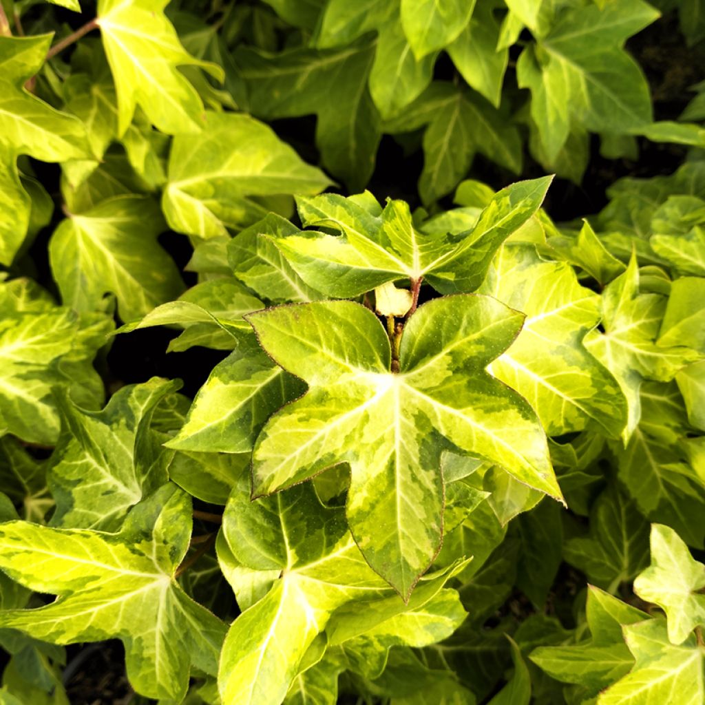 x Fatshedera lizei Annemieke - Tree ivy